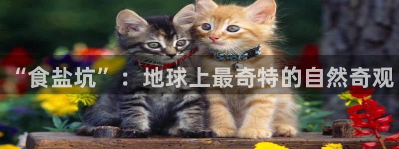 威九国际APP大全