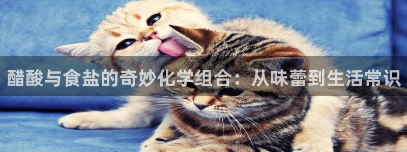 威九国际视频传媒招聘