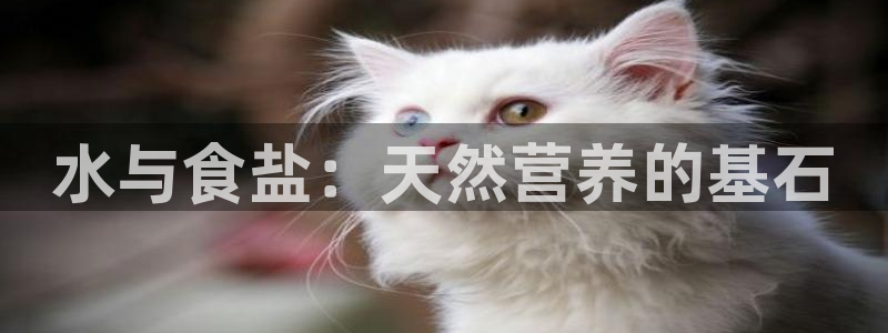 威九国际免费版