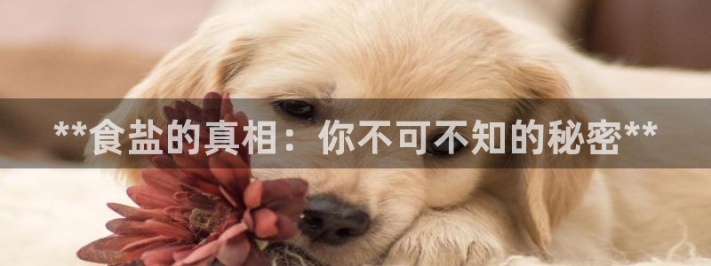 威九国际ppt免费